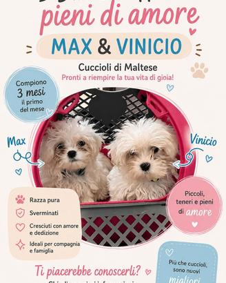 Maltese troy