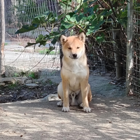Shiba Inu maschio