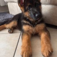 Cuccioli di pastore tedesco