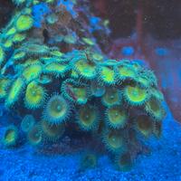 Corallo Palythoa Toxic green