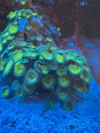 Corallo Palythoa Toxic green