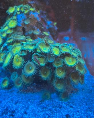 Corallo Palythoa Toxic green