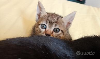 Gattini tigrati maschi