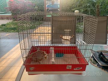 Gabbia uccellini