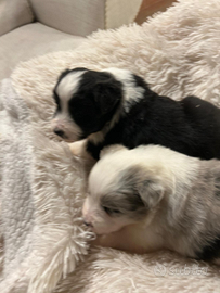 Cuccioli di border collie