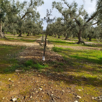 Terreno agricolo uliveto