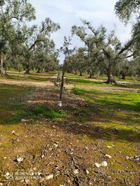 Terreno agricolo uliveto