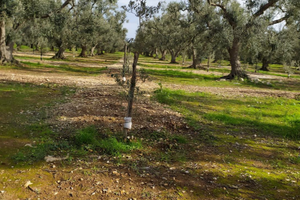 Terreno agricolo uliveto