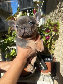 Bulldog francese lillac tan carrier fluffy