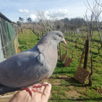 Piccioni