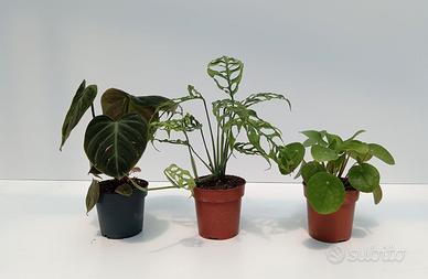 Bundle EL CHOCO RED, MONST. OBLIQUA PERU, PILEA
