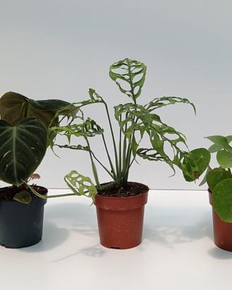 Bundle EL CHOCO RED, MONST. OBLIQUA PERU, PILEA