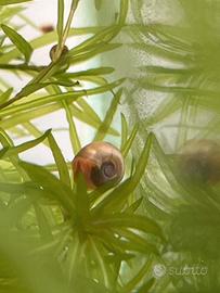 Lumache rosse acquario