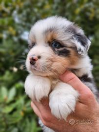Cuccioli di pastore australiano