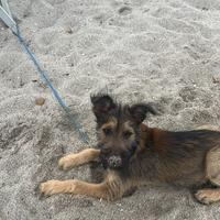 Meticcio di pochi mesi