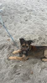 Meticcio di pochi mesi