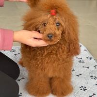 Barboncino toy pedigree enci