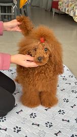 Barboncino toy pedigree enci