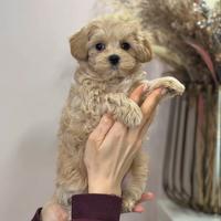 Maltipoo particolor toy