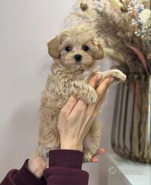 Maltipoo particolor toy