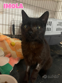 Imola gattina nera 1 anno