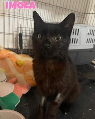 Imola gattina nera 1 anno