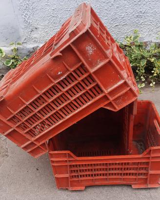 Casse in plastica per uva e frutta