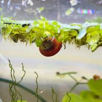 Planorbarius Corneus