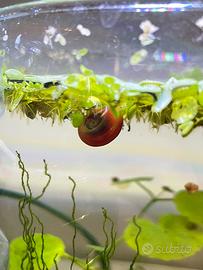 Planorbarius Corneus