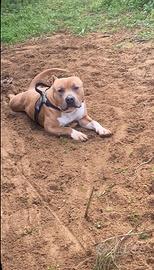Pitbull originale per monta