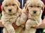 Immagine 11