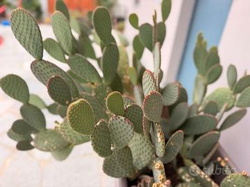Pianta grassa Opuntia microdasys grande con vaso