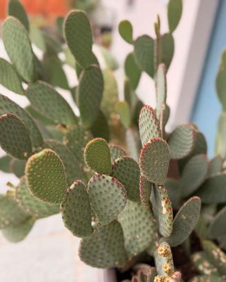 Opuntia microdasys grande con vaso