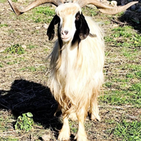 Becco Sardo Maltese