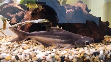 pesce  pangasio