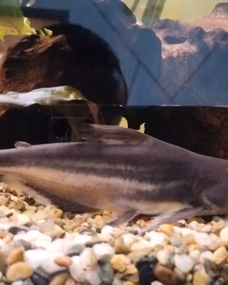 pesce  pangasio