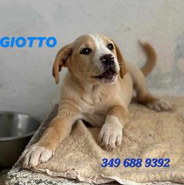 Cuccioli in adozione