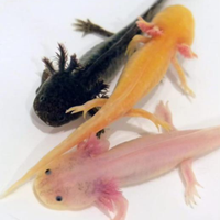 Ambystoma mexicanum