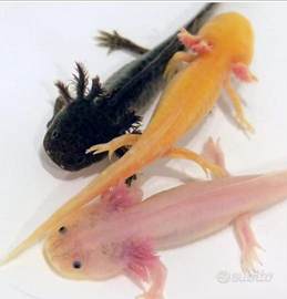 Ambystoma mexicanum