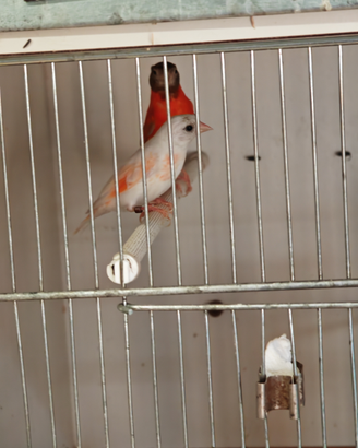Uccelli