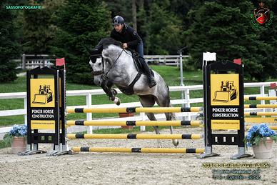 Cavallo 7 anni italiano salto ostacoli