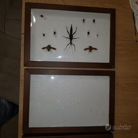Scatola entomologica, cassetta insetti