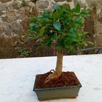 Bonsai di Ligustro (Ligustrum) a scopa rovesciata.