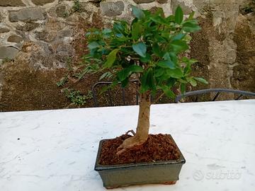 Bonsai di Ligustro (Ligustrum) a scopa rovesciata.