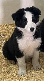 Border collie