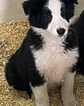 Border collie