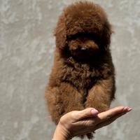 Barboncino toy red brown