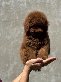 Barboncino toy red brown