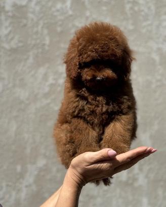 Barboncino toy red brown