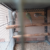 Parrocchetti dal collare